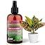 AGLAONEMA Plants