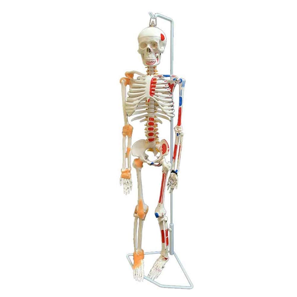 Sjdopulse Human Bone Model 33.4 Inches, Coated With Muscle Marks And Ligament Marks-Used For Medical College Education, Doctor-Patient Communication