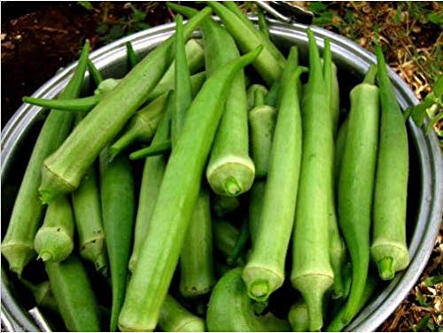 Fresh Nombo Giant Philippine Okra 25 Seeds