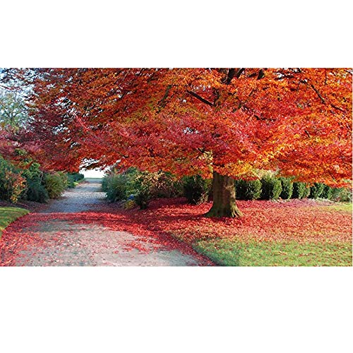 Kit strass diamond painting forêt d'automne une œuvre d'art de salon