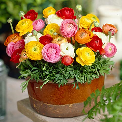 Pflanzen Aus Holland Die 15 besten Produkte im Vergleich