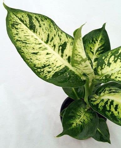 LITTLE JUNGLE Diffenbachia Sparkles - Healthy Live Plant with White Pot, Best Air Purifying, Indoor Plants for Living Room, live Gifting, Bedroom Plants, Garden, Balcony, Best Home Décor Office Desk (B0BLCYXWG2) Amazon Price History, Amazon Price Tracker