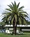 Canary Island Date Palm 15 Seeds Phoenix