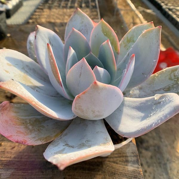Amazon.co.jp: 農園直売 多肉植物 寄せ植え エケベリア属 カンテ（特大 