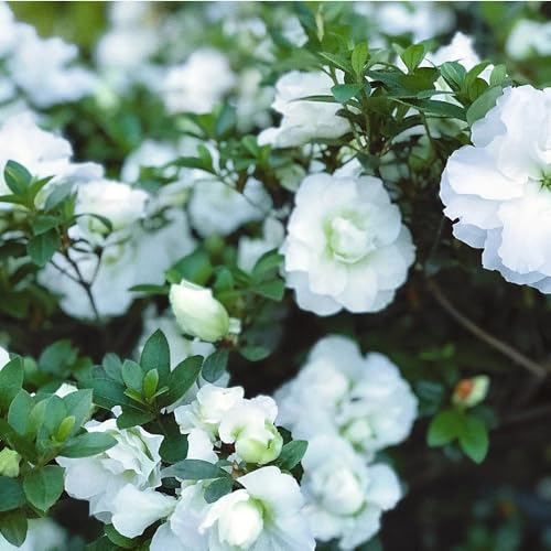 semi di azalea rododendro, resistenti arbusti decorativi, sempreverdi resistenti da giardino, arbusti alla balcone, 100pcs