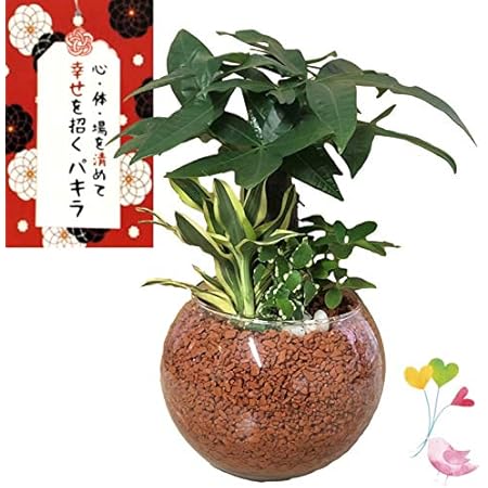 Amazon 幸せを運ぶといわれている観葉植物 パキラ ガラスボール 大 寄せ植え1個 幸せを招く木 恋愛運アップ 仕事運アップ 金運アップ 商売繁盛 縁結び 新婚祝い 結婚記念日 誕生日 敬老の日 母の日 父の日 ギフト 観葉植物 水耕栽培 おしゃれ インテリア １個