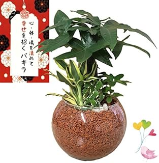 Amazon Co Jp バレンタインに 観葉植物 花 観葉植物 フラワーギフト ホーム キッチン