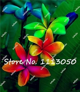 200Pcs/Bag Plumeria (Frangipani, Hawaiian Lei Flower) Seeds, Rare Exotic Flower Seeds Egg Flower Seeds for Home Garden