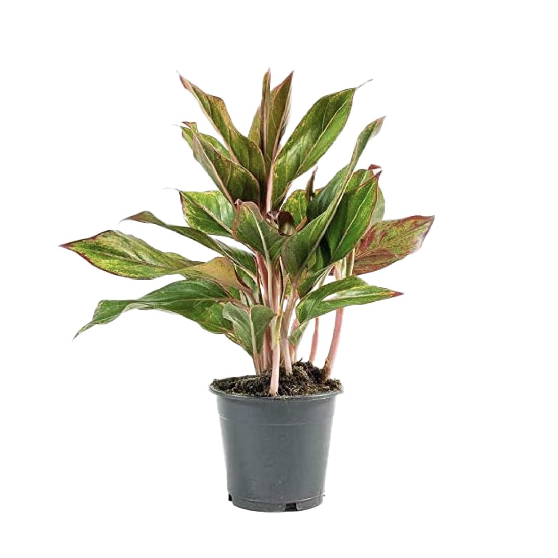 American Plant Exchange Red Sapphire