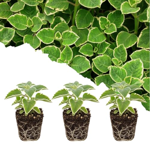 Set of 3 Variegated Cuban Oregano Plants Fragrant Herb Spanish Thyme Well Rooted 4-7 Inches Tall for Planting