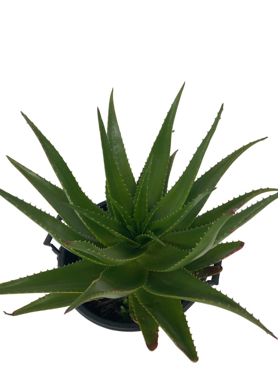 Aloe Erborescens, Pianta grassa, Pianta ornamentale da esterno prodotta da Vivai del Sole vaso diametro cm 35
