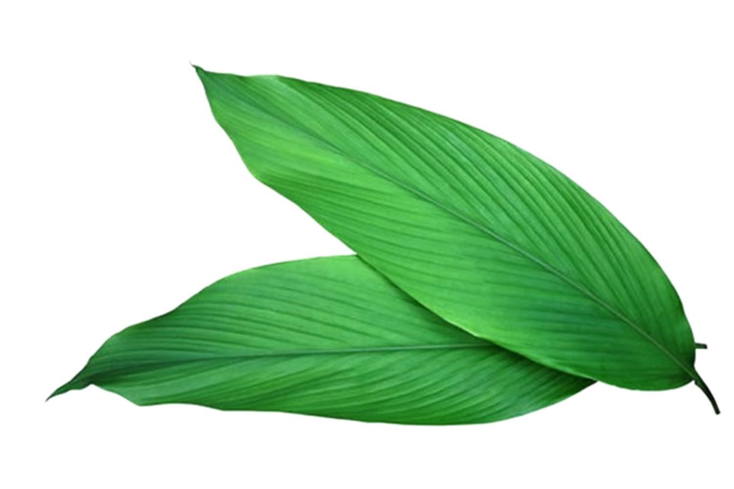 Fresh Turmeric Leaf, 1Pc-picture-32