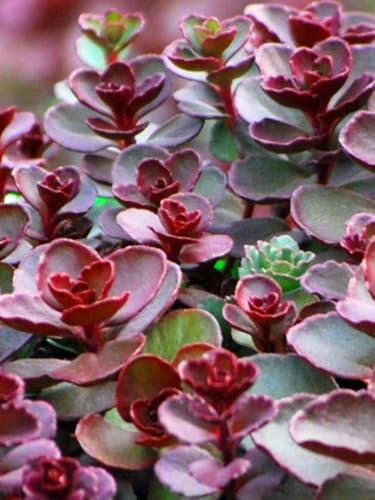 Perennial Farm Marketplace Sedum spurium 'Voodoo' (Stonecrop...