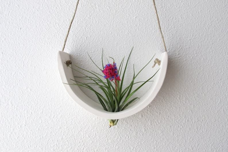 Surji Hanging Air Plant Holder Interior Home Decoration Planter (B09XBFXHXK) Amazon Price History, Amazon Price Tracker