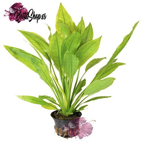 1 x Echinodorus bleheri, Aquariumpflanze, barschfest