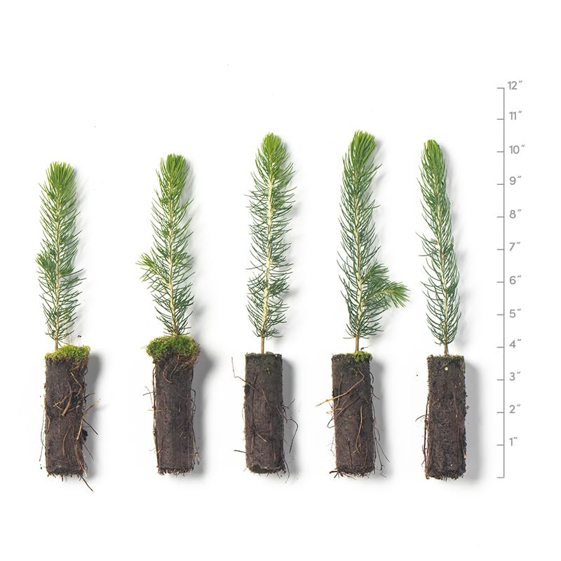 Arbor Day Foundation Colorado Blue Spruce