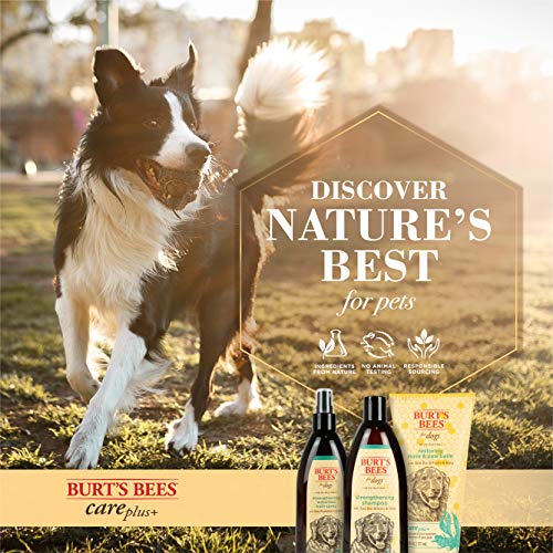 Burt's Bees for Pets Care Plus+ Naturally Derived Sea Buckthorn & Kelp Restoring Nose & Paw Lotion - Heals & Moisturizes Dog Noses and Paws - pH Balanced for Dogs - Made in USA, 6 Oz Bottle of Lotion