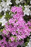 Rhododendron obtusum 'Rosa' 20-25 cm – Winterhart, Mehrjährig, Pflegeleicht – Azalee – Zierstrauch für Kübel & Beet