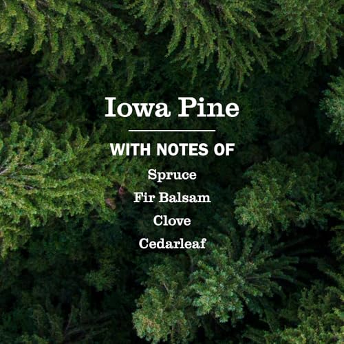 Image of MRS. MEYER'S CLEAN DAY Liquid Dish Soap, Limited Edition Iowa Pine, 16 fl. oz