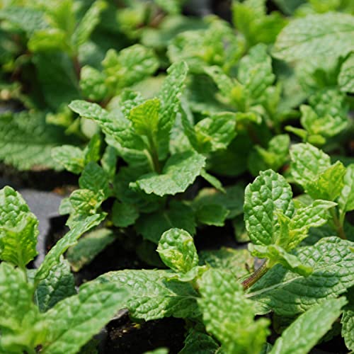 Bonnie Plants Sweet Mint Live Edible Aromatic Herb Plant - 4 Pack, Easy To Grow, Non-GMO, Perennial In Zones 5 to 11, Used In Teas & Other Beverages, Salads, Garnish, Jelly & Desserts Bonnie Plants Sweet Mint Live Edible Aromatic Herb Plant - 4 Pack, Easy To Grow, Non-GMO, Perennial In Zones 5 to 11, Used In Teas & Other Beverages, Salads, Garnish, Jelly & Desserts