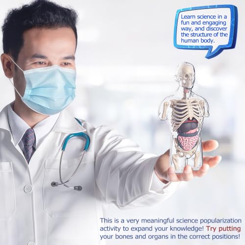 Image of 4D Anatomy Model Human Half Body,Clear Human Body Structure Model Include Bones,Organs,Muscles,Removable Human Organ Model for Study,Teaching Demonstration,Science Early Learning