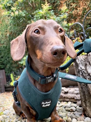Forest Green Cord Dog Harness M, medium - Image 2