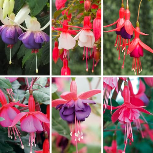 YouGarden Hardy Fuchsia Collection Set of 6 x 9cm Potted Plants 20cm Tall Different Varieties Garden Ready Plants in Pots Ready to Plant Out