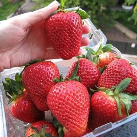 Image of RootNrise Premium Strawberry Seeds for Home and Garden, Hybrid Variety (Pack of 10+ Seeds)