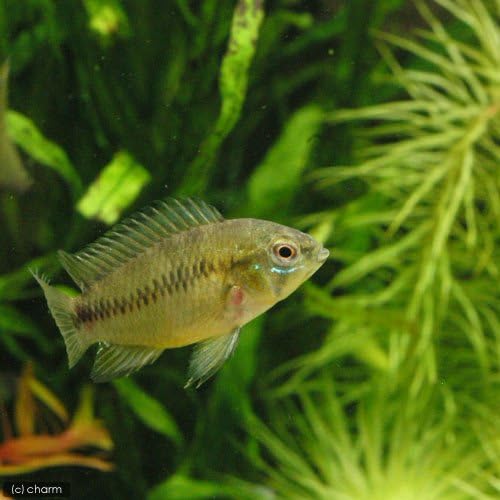 Amazon 熱帯魚 アピストグラマ ボレリー イエローフェイス 1ペア 北海道 九州航空便要保温 Charm チャーム 水槽 アクアリウム 通販 Amazon 熱帯魚 アピストグラマ ボレリー イエローフェイス 1ペア 北海道 九州航空便要保温 Charm チャーム 水槽 アクアリウム 通販