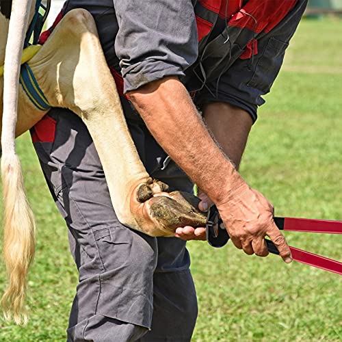 kekafu 5 Pcs 14 Inch Horse Farrier Tools Kit, Professional Farrier