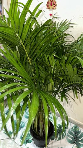 Areca Palm Live Indoor Plant (140 cm/1.4mtr) Air Purifier Toxic Absorber Ornamental plant
