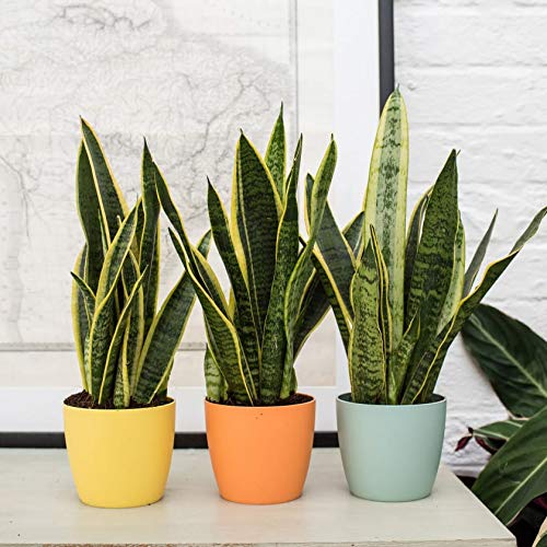 PLANT IN A BOX - Set van 3 Sansevieria Laurentii - Vrouwentong - Oersterke kamerplanten - pot ⌀12 cm - Hoogte 30-40cm - Afbeelding 6
