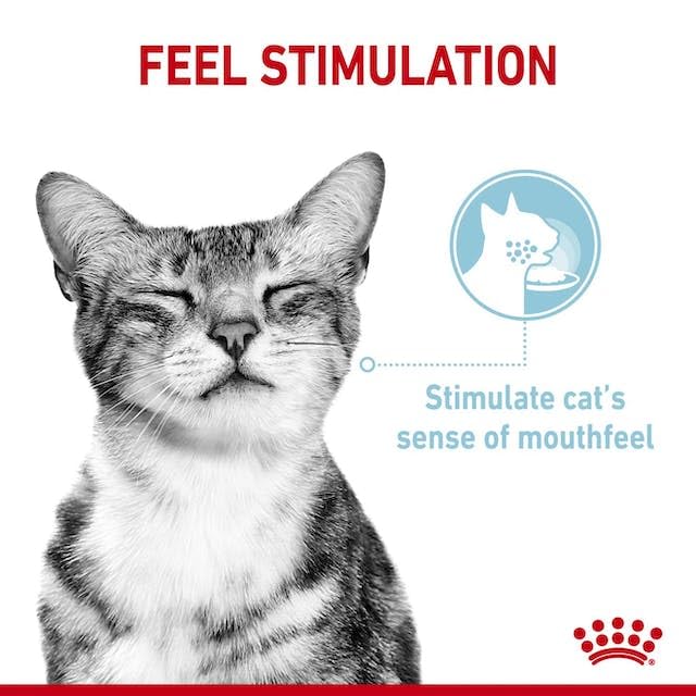 Royal Canin Sensory Feel Nassfutter in Soße für wählerische Katzen | 4er Pack | 4 x 12 x 85 g | Die besondere Textur kann dabei helfen das Mundgefühl von Katzen anzuregen