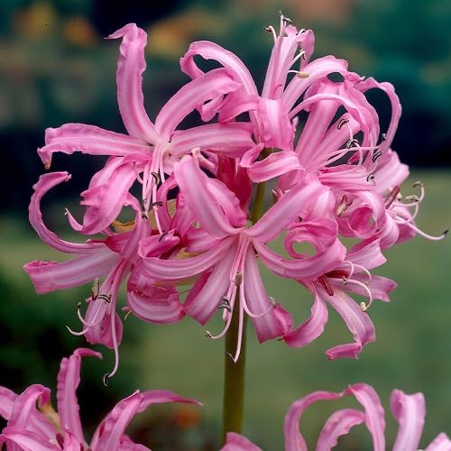 Fresh 100pcs Pink Agapanthus Flower Seeds