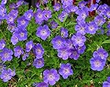 1 x Geranium 'Rozanne ®' (Storchenschnabel) 1 Liter DAUERBLÜHER ab 4,95 € pro Stück