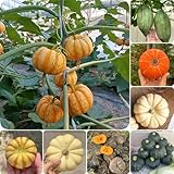 20 piezas Comprar Semillas de Calabaza - semillas de plantas semillas de hortalizas Semillas de calabaza ornamentales - Semillas de Calabaza - Semillas para cultivar variedades antiguas