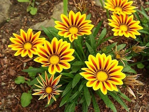 AYWAL Gazania Sunshine Mixed Flower Seeds F1 Hybrid Seeds (50 Seeds in Packet) G12-image-31