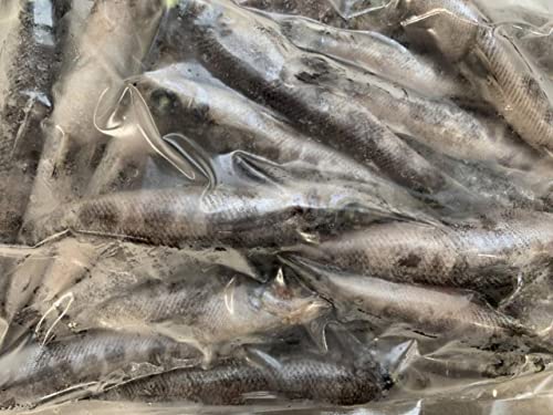 国産(愛知県産)メヒカリ 刺身用 1Kg×10P(尾約50-60g)プロント凍結 業務用 冷凍