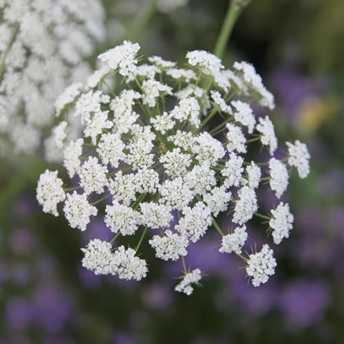 Set of 3 Plant Theory 9cm Pot Allium Tuberosum Garlic Chives Herb Plant