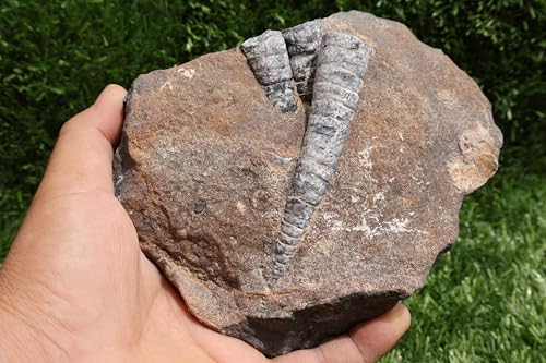 Image of Natural Orthoceras Fossil Plate from Devonian Period Fossil from Morocco A264