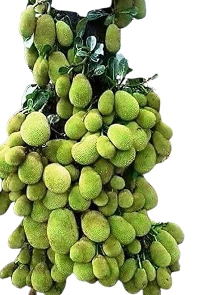 See full amazon price history chart for MANISHAS DAFFODILS Home Plant High Yield Live All Season Vietnam Super Early Jackfruit 1 Bud (1 Year Fruiting) Tasty Grafted (Healthy Plant) MANISHAS DAFFODILS Home Plant High Yield Live All Season Vietnam Super Early Jackfruit 1 Bud (1 Year Fruiting) Tasty Grafted (Healthy Plant) (B0BXT7WN41) Amazon Price History, Amazon Price Tracker