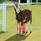 Zoom IMG-2 gonna anti accoppiamento per capre Zoom IMG-2 gonna anti accoppiamento per capre