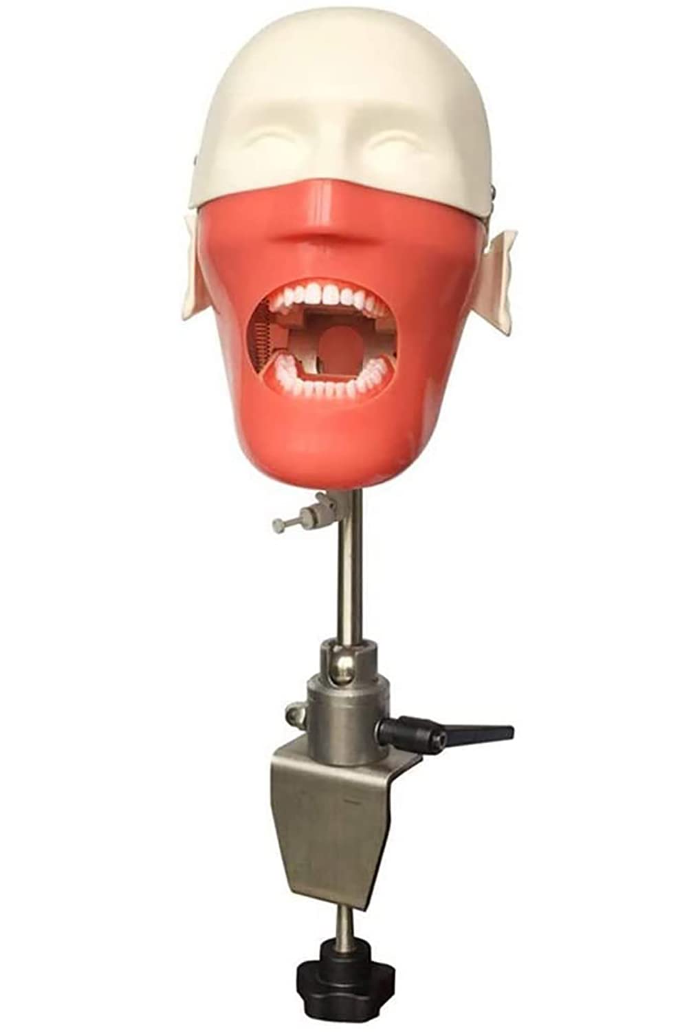 Buy LMEILI Dental Simulator Unit Phantom Head Model, Manikin Phantom