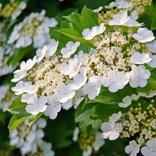 Semillas de Bola de Nieve, Bola de Nieve de Invierno decoración, Base de Hortensia trepadora Decoración de Sala de Estar, Ornamental Resistente, 250pcs