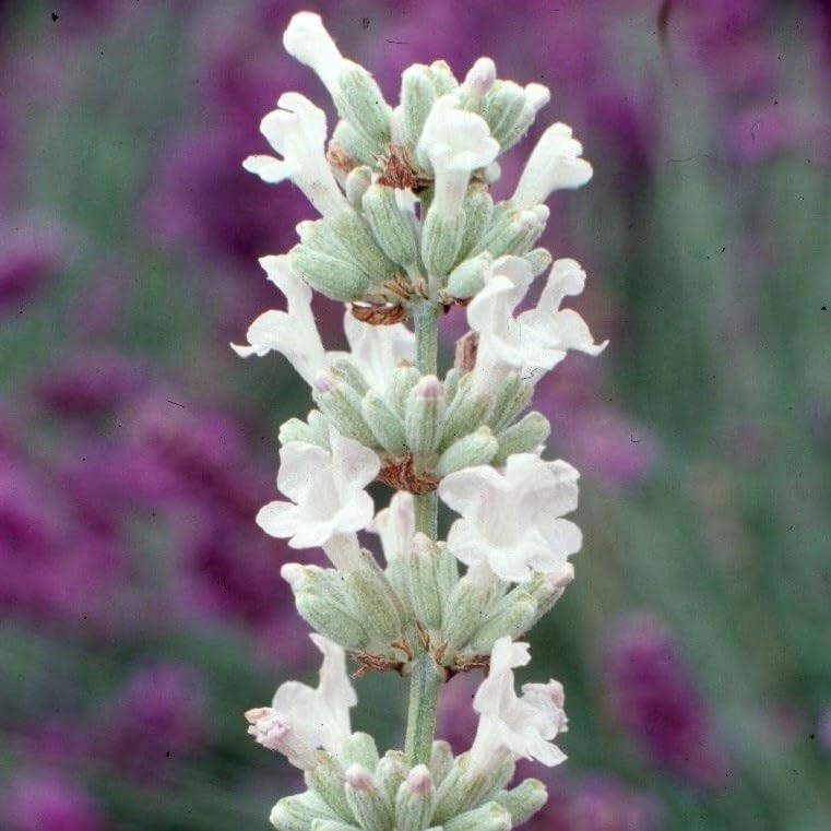 Plant Theory 9cm Pot Lavandula Angustifolia Arctic Snow White Lavender Shrub Plants