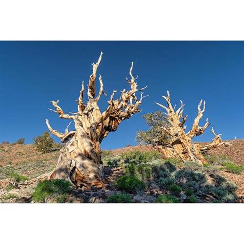 Pine Trees Reptile Tank Background Rocky Mountain Ancient Bristlecone Pine Forest Aquarium Background Blue Sky Gobi Barren Thorns Fish Tank Background Pine Tree Reptile Enclosure Background 60x24in