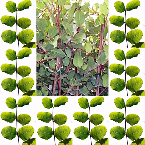 ¡¡¡ 10 Plantas !!! natural Ceratonia Siliqua. Algarrobo 15-20 cm. En cepellón. Resistencia a sequías, mejora del suelo, frutos nutritivos, sombra abundante y bajo mantenimiento.