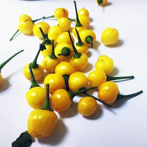 Caribbean Garden Pimenta de Cheiro,Semillas de pimientos (Capsicum chinense),Olor a pimienta, reliquia (25 semillas)