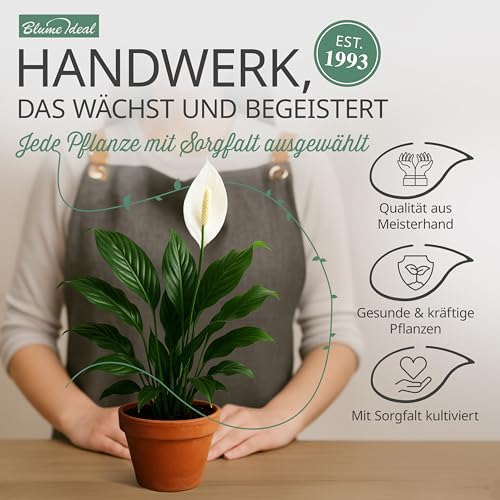 Pflanzenüberraschung | 6er-Set | ca. 30-70 cm | Ø 12-15 cm Topf | Zimmerpflanzen für Wohnung und Büro | Qualität vom Pflanzen Profi | Geniale Raumbegrünung
