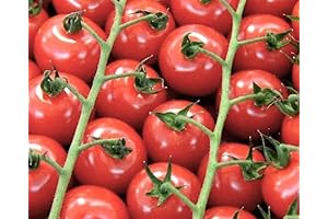 Hydroponic Cherry Tomato Seeds Heirloom Vegetables Red Tomatoes Fruits